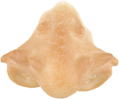 Grimas Latex Drakensnuit